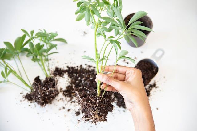 jardineria